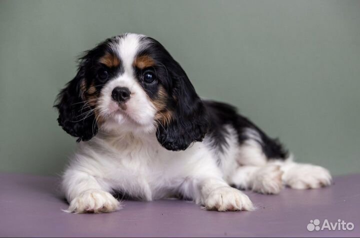 Щенки Кавалер Кинг чарльз спаниель