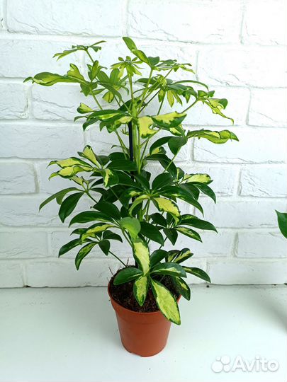 Шефлера Герда