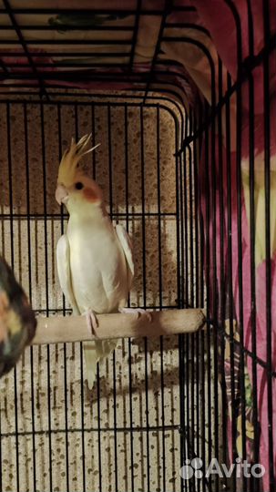 Попугаи Корелла(птенцы)