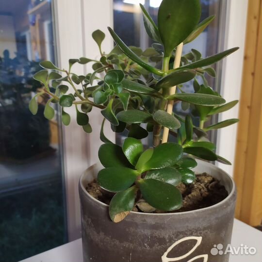 Денежное дерево