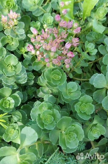 Очиток, седум