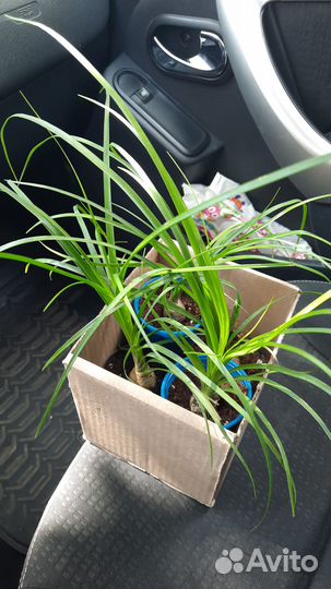 Нолина бокарнея бутылочное дерево