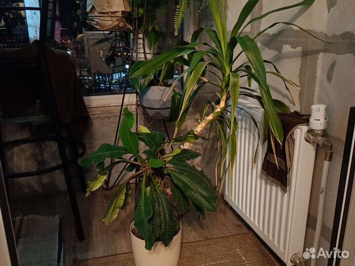 Пальма юкка