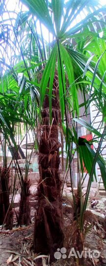 Пальма трахикарпус