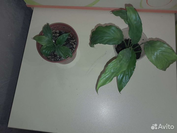 Цветок женское счастье