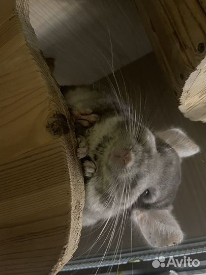 Передержка шиншилл