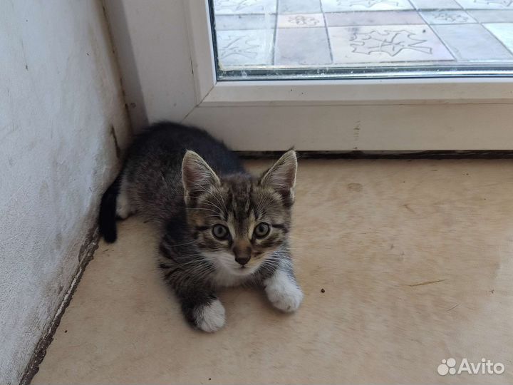 Очаровательные котейки в добрые руки