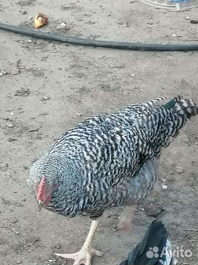 Молодые петухи