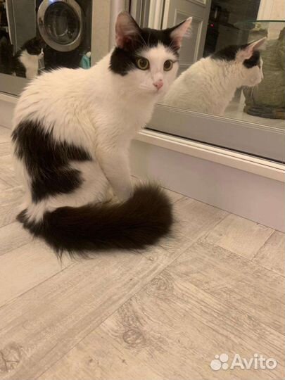 Котик в добрые руки