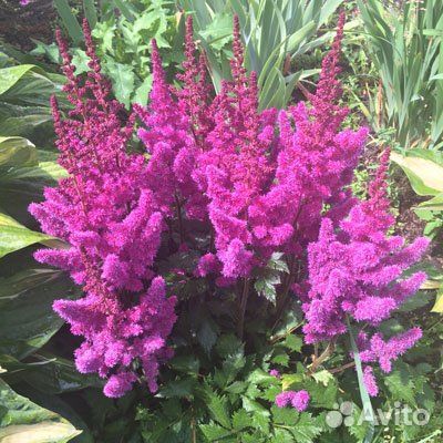 Астильба пурпурная