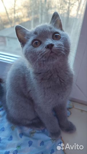 Британские котята