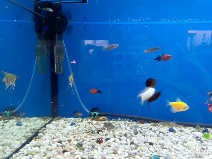 Аквариумные рыбки и растения (полностью аквариум)