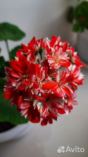 Сортовые пеларгонии,укорененные молодые растения