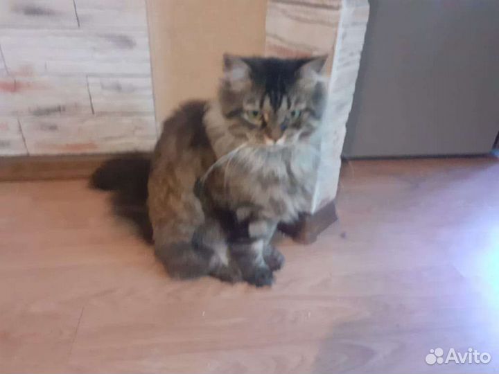 Кошечка бесплатно