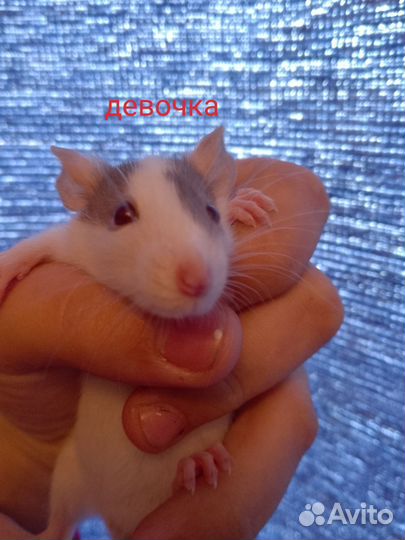 Крыса дамбо