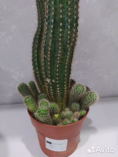 Отростки кактусов