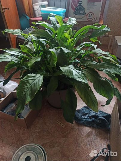 Спатифиллум