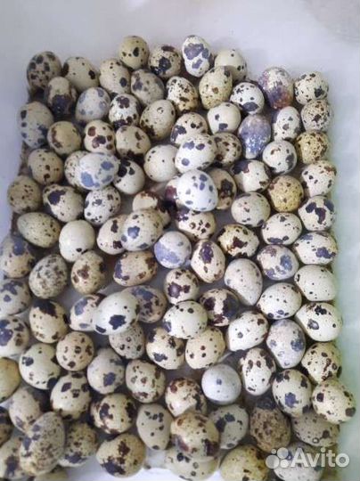 Яйцо перепелиное