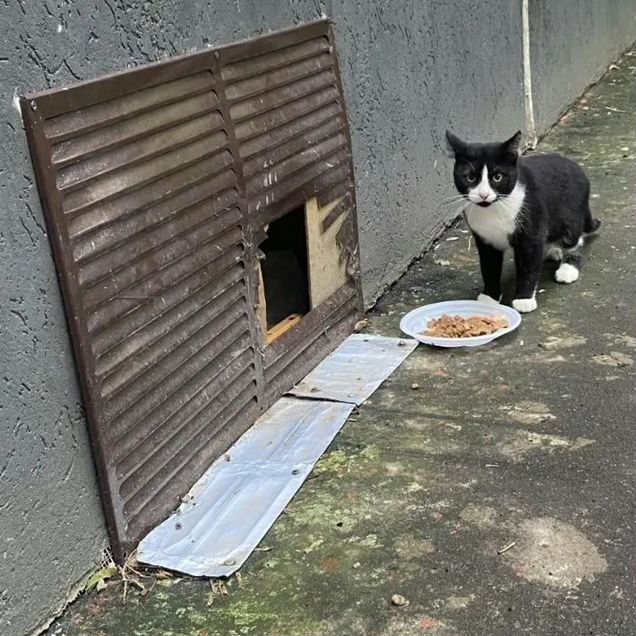 Взрослый кот в добрые руки