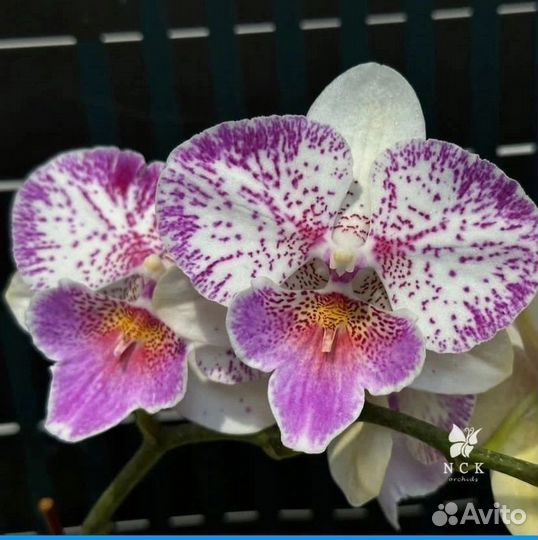 Орхидея Polka Beauty