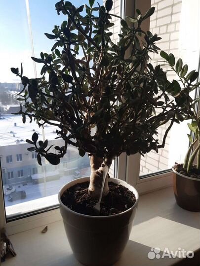 Цветок денежное дерево