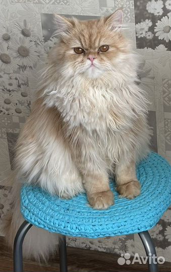 Персидская шиншилла