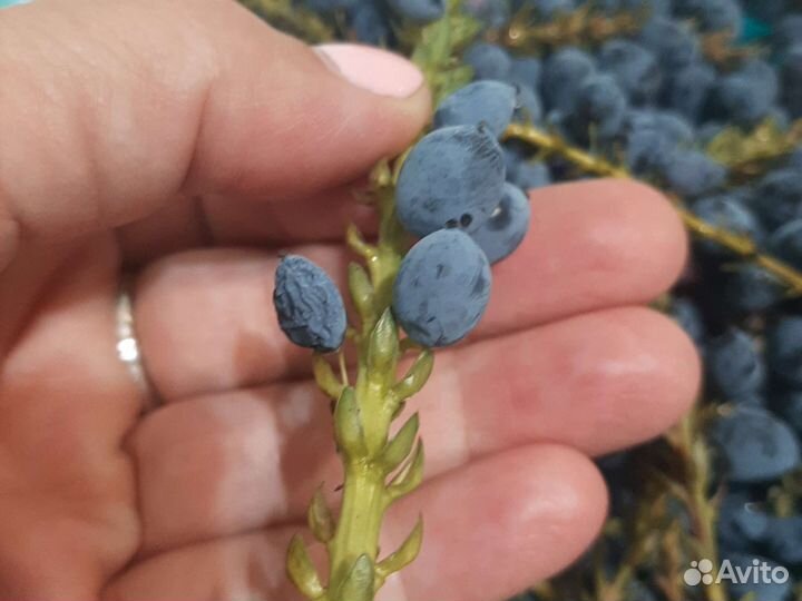 Магония падуболистная семена в ягодах