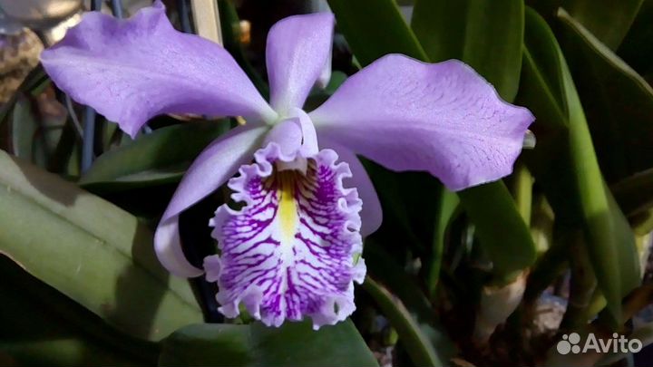 Орхидея cat. Maxima