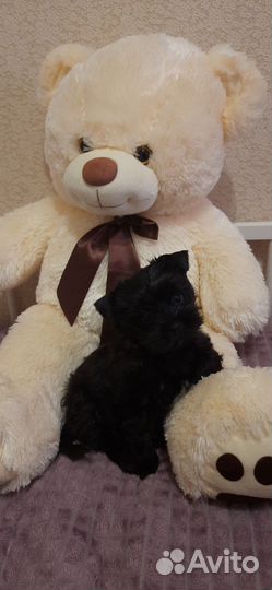 Йоркширский терьер