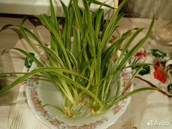 Хлорофитум