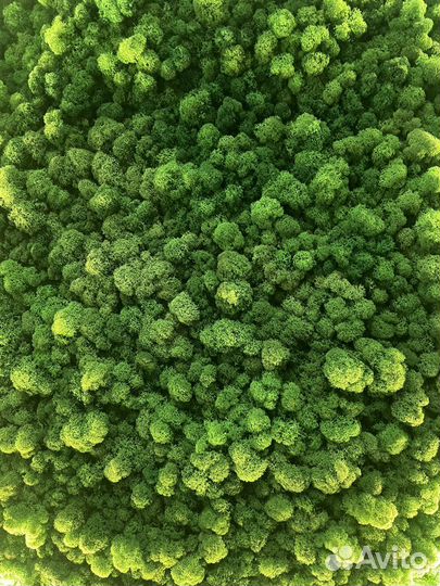 Мох с подсветкой. Панно круглое