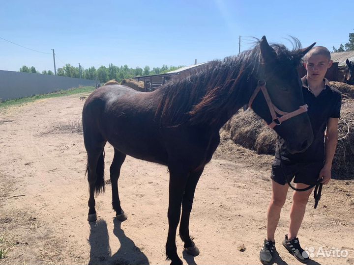 Кабыла 2 года