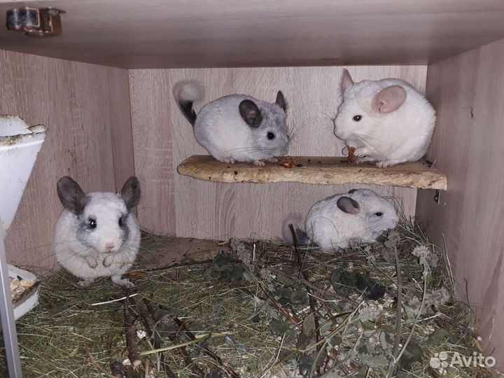 Шиншилла