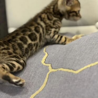 Бенгальский котёнок