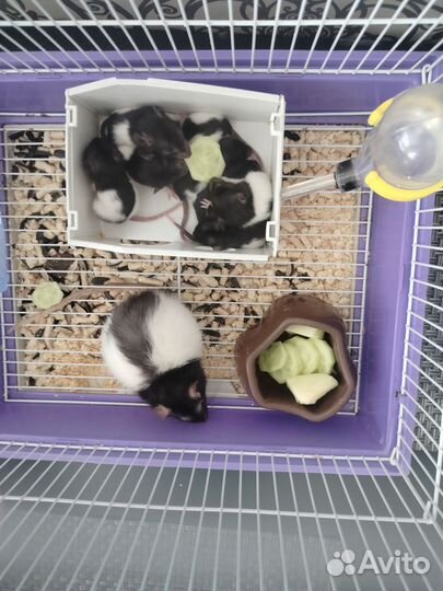 Крыса дамбо