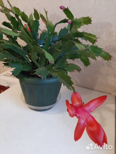 Шлюмбергера (декабрист),рипсалидопсис