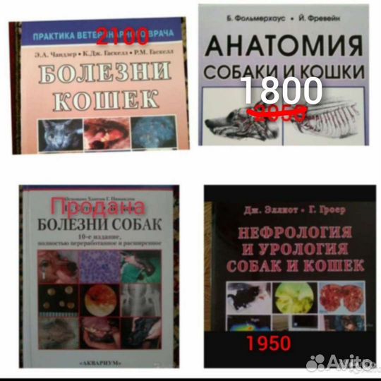 Болезни кошек Нефрология Анатомия Рентген