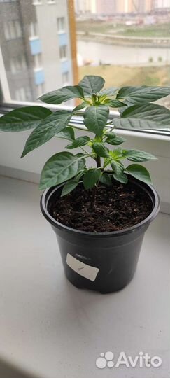 Перец комнатный острый