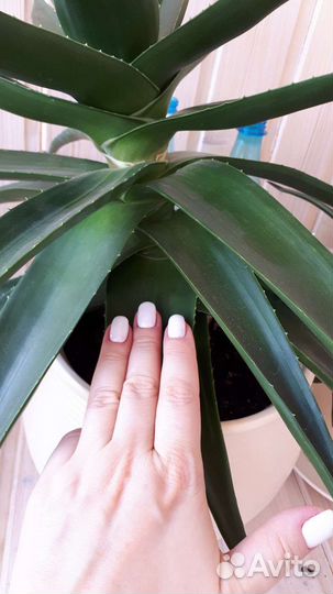 Цветок Алоэ вера