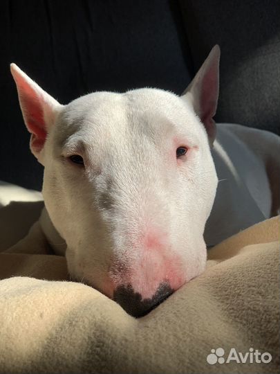 Миниатюрный Бультерьер