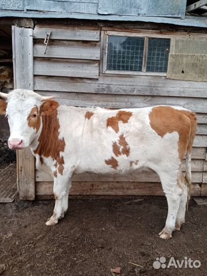 Тёлочка стельная