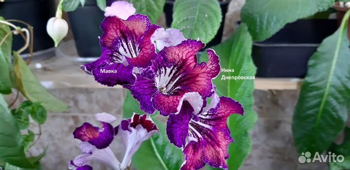 Продам цветущие стрептокарпусы