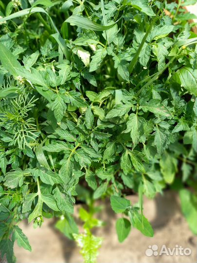 Рассада помидор