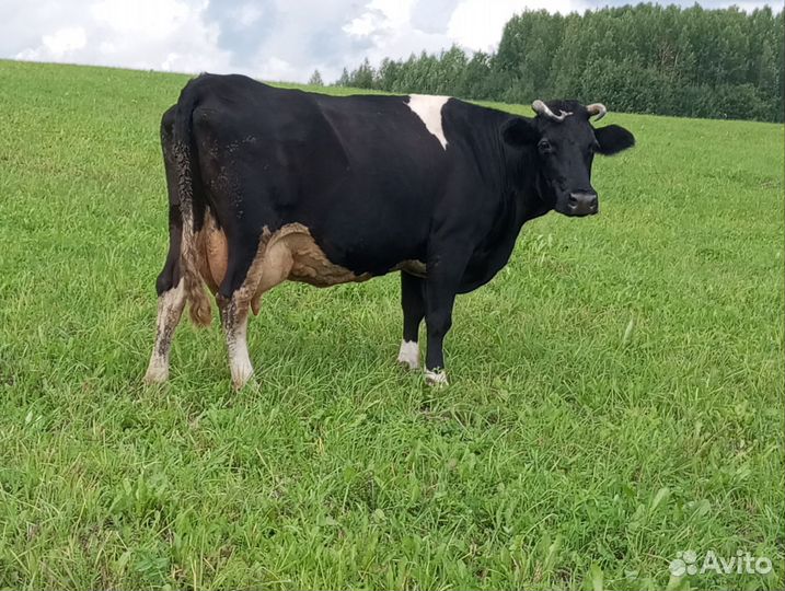 Коровы стельные, дойные