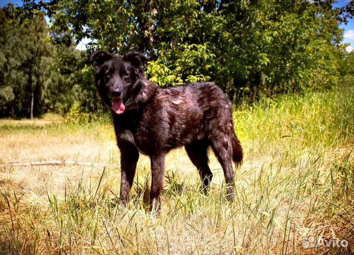 С собакой быстро наигрались