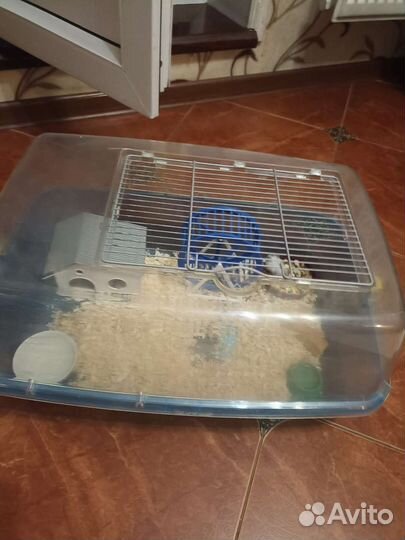 Хомяки Джунгарики