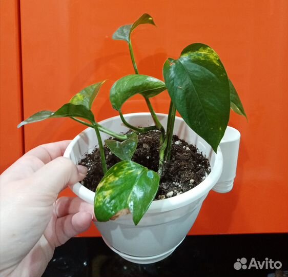 Комнатные цветы