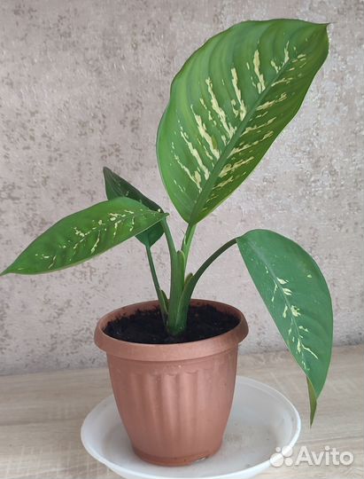 Диффенбахия