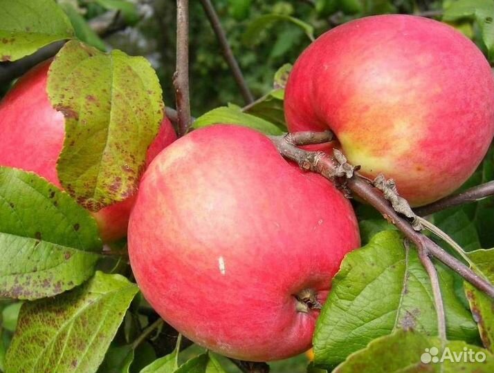 Саженцы яблони Конфетное