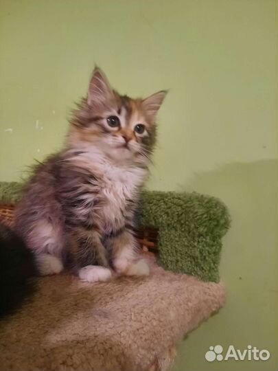 Сибирские котята, питомник